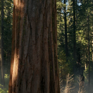 A Walmart Variants Product